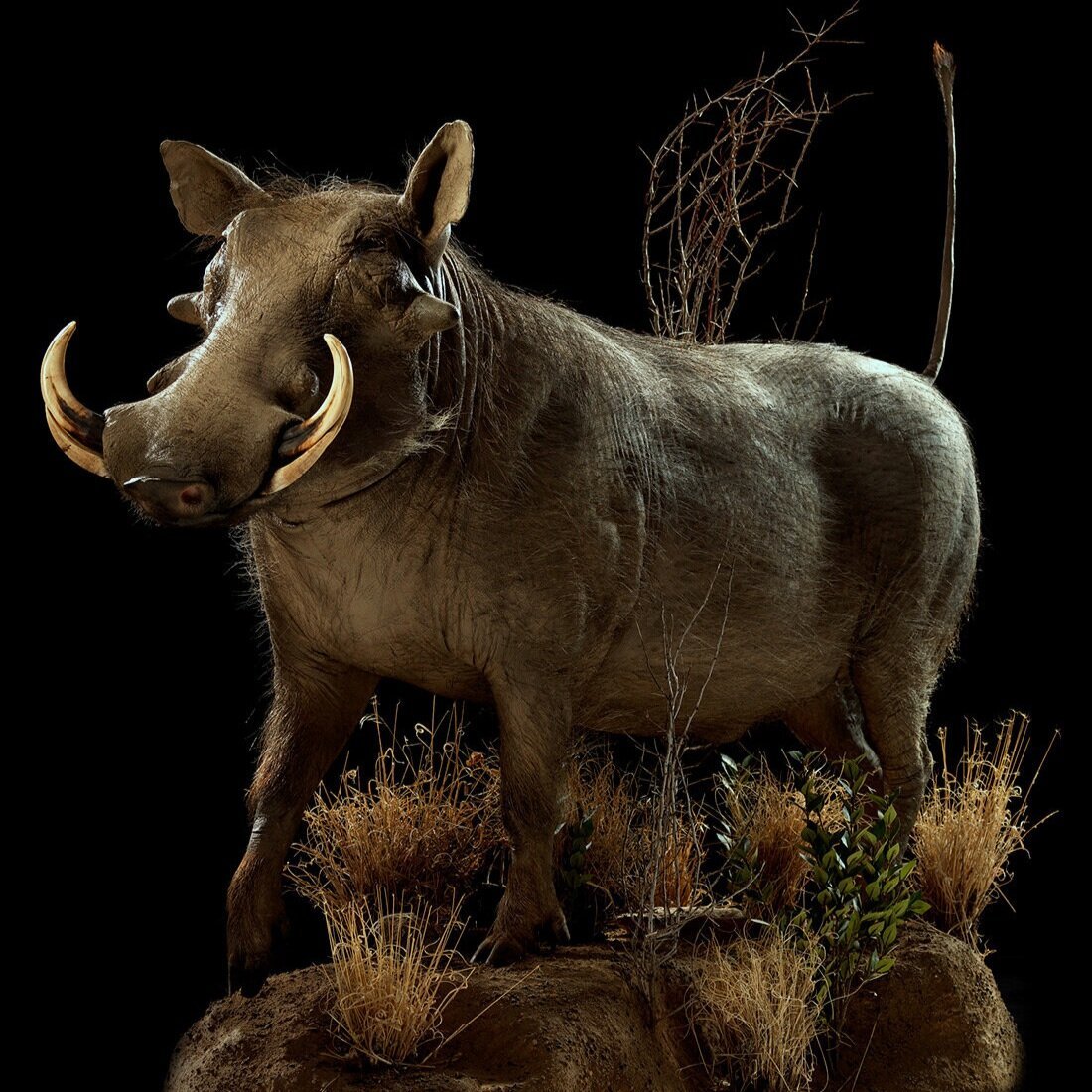 Образы животных кабан мамонт лошадь