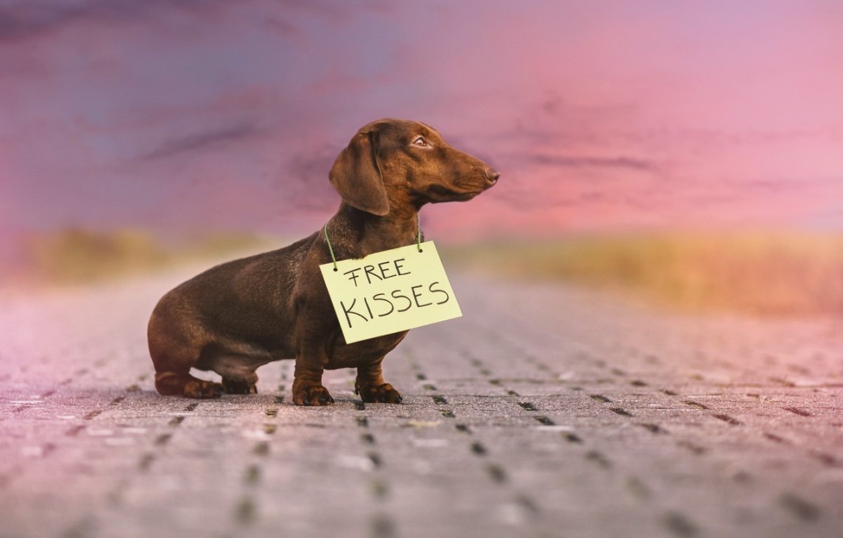 Такса Эстетика