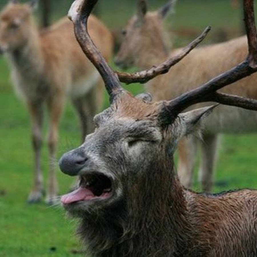 Тупой олень