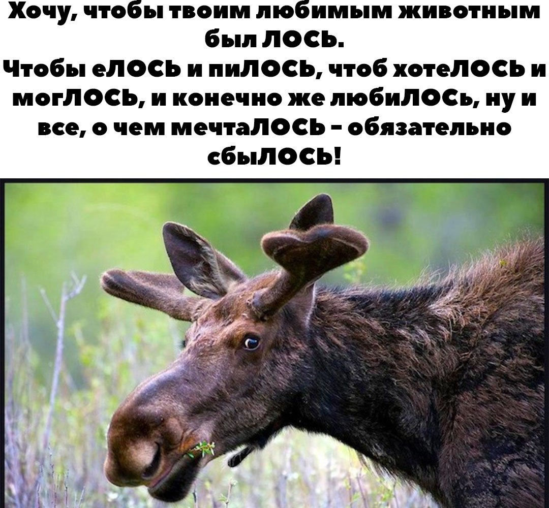 Олень ипацо