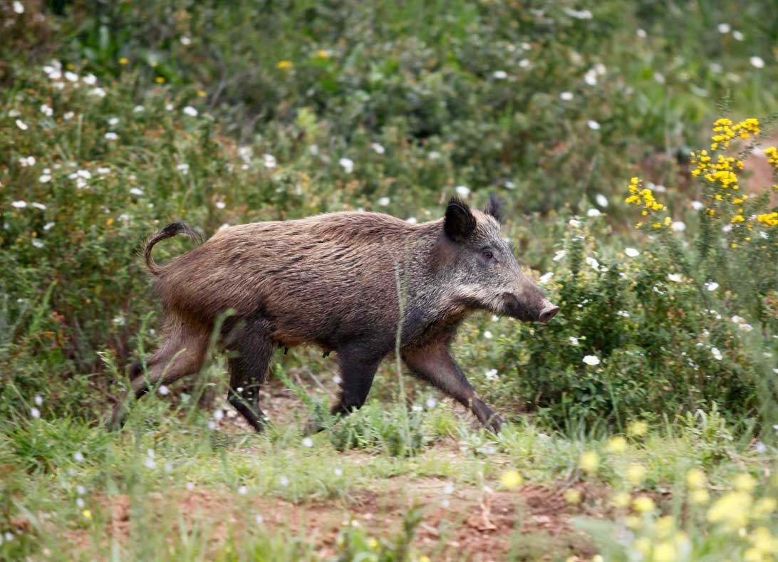 Текстура шерсти