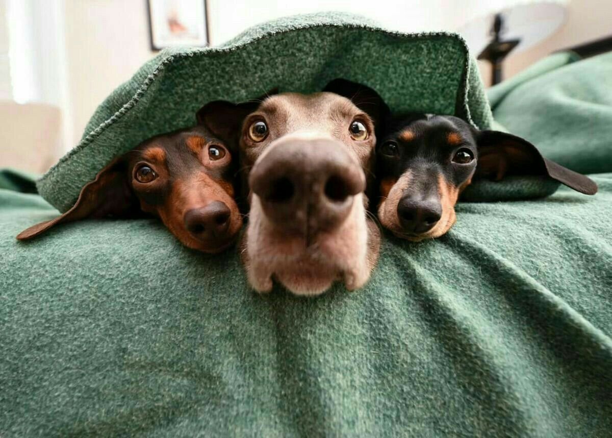 Сириус Блэк черный пес