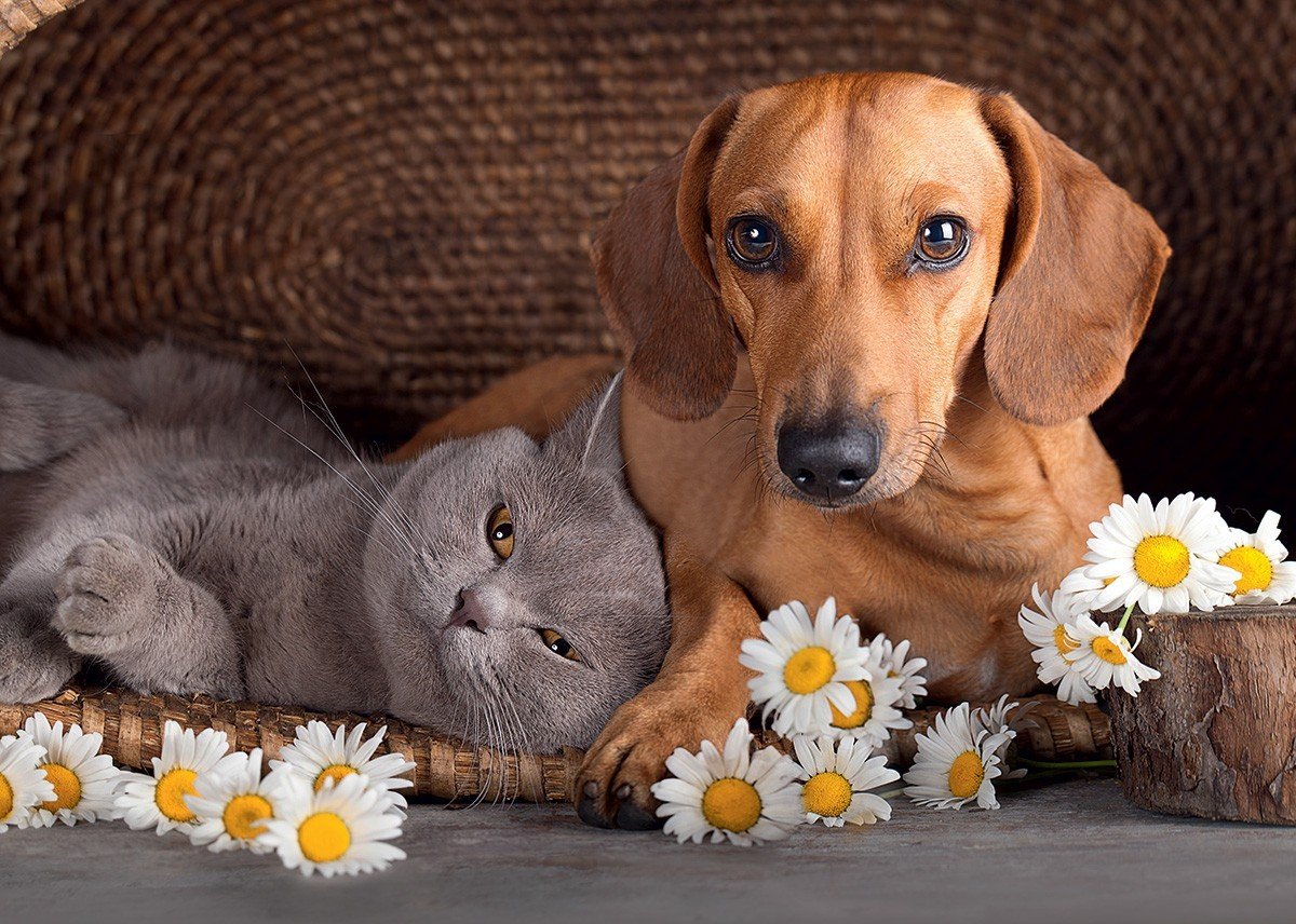 Такса боком