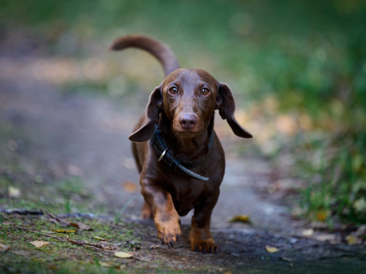 Заставка на рабочий стол такса