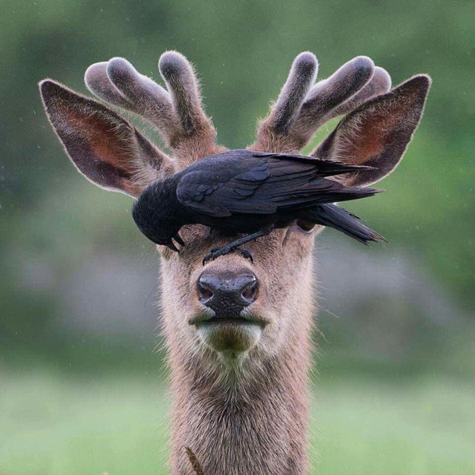 Глупый олень