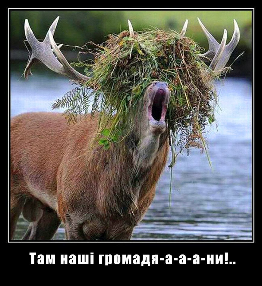 Смешной олень