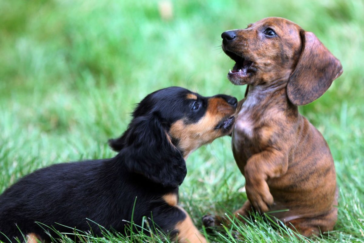 Доброе утро такса