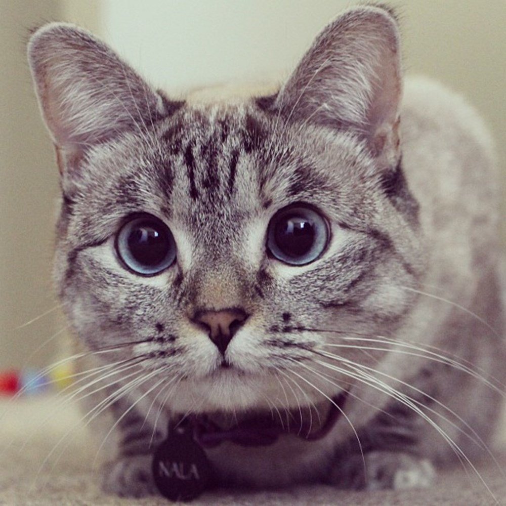 Фото котика на аву