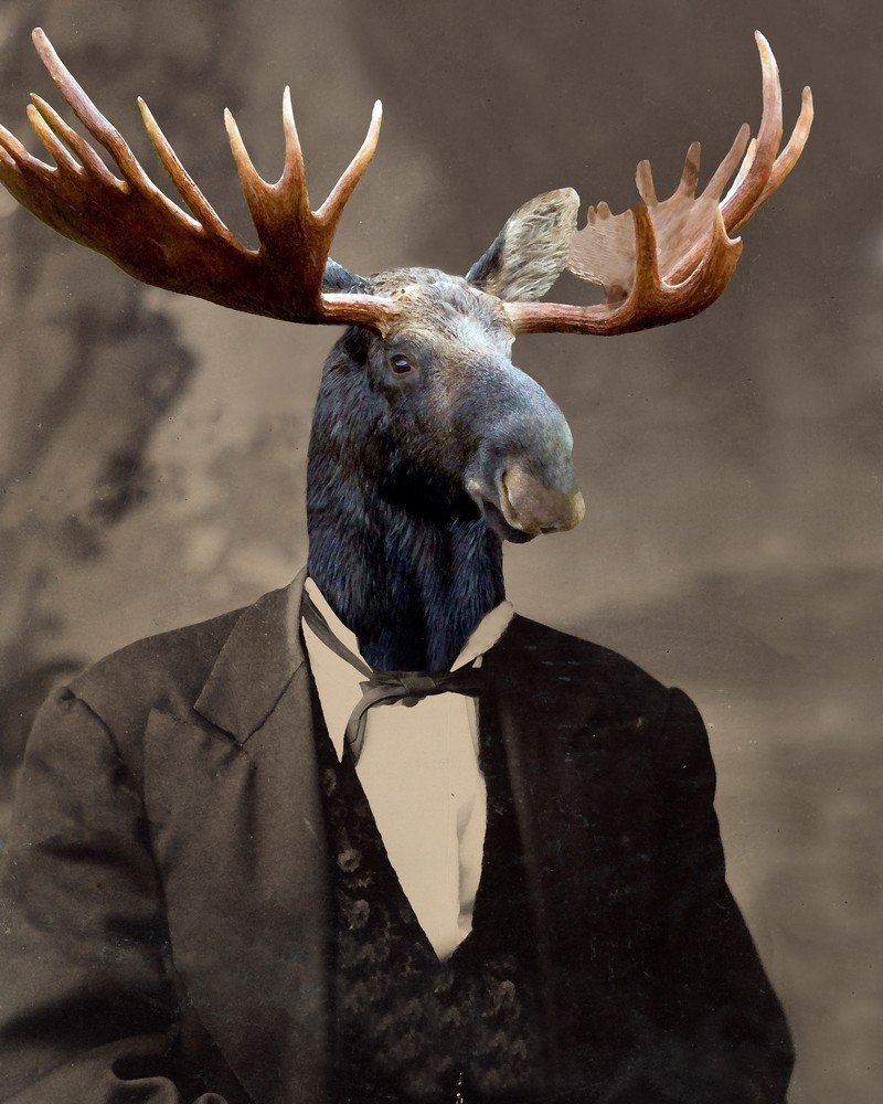 Лось и человек