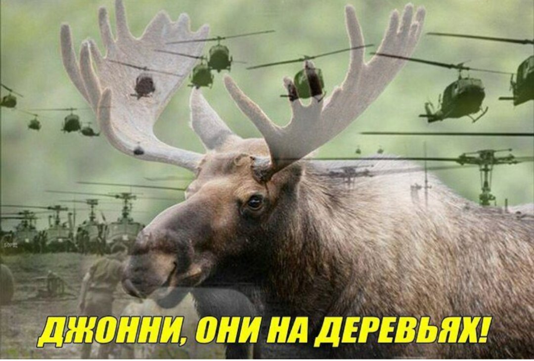 Лось прикол