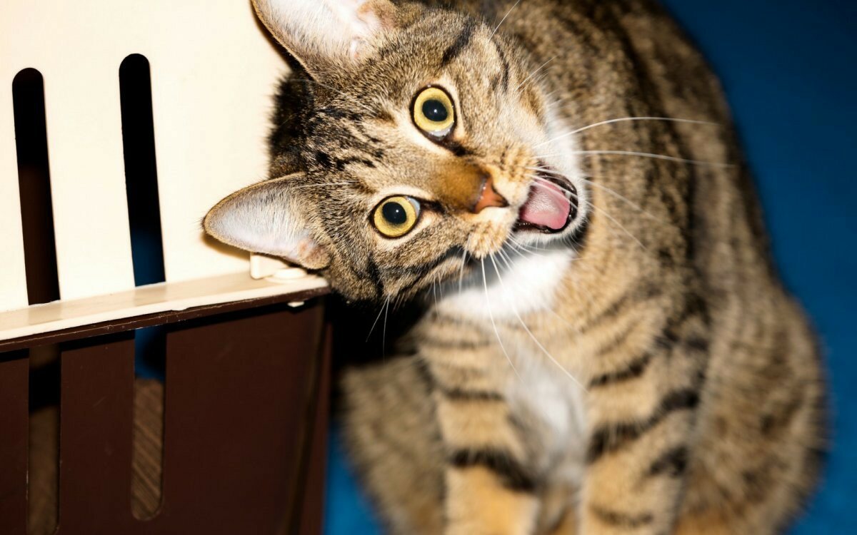 Смешной кот