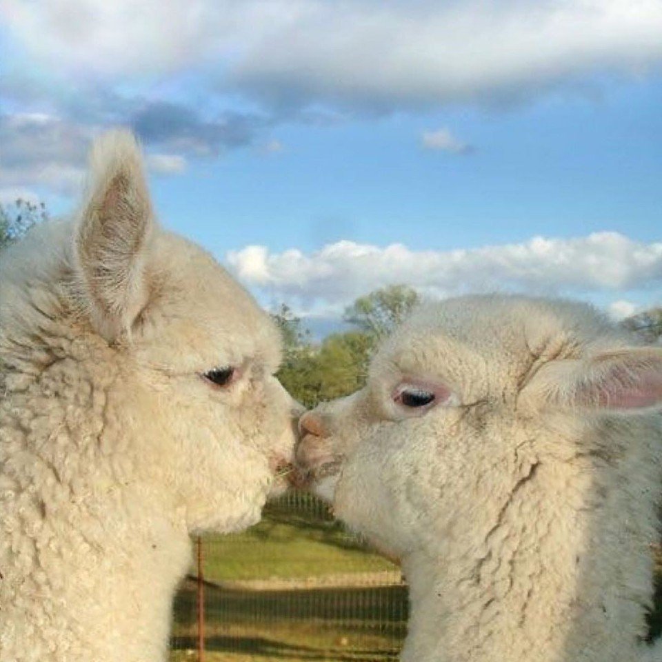 Альпаки целуются