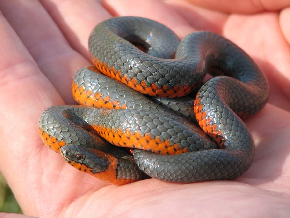 Краснобрюхий полоз