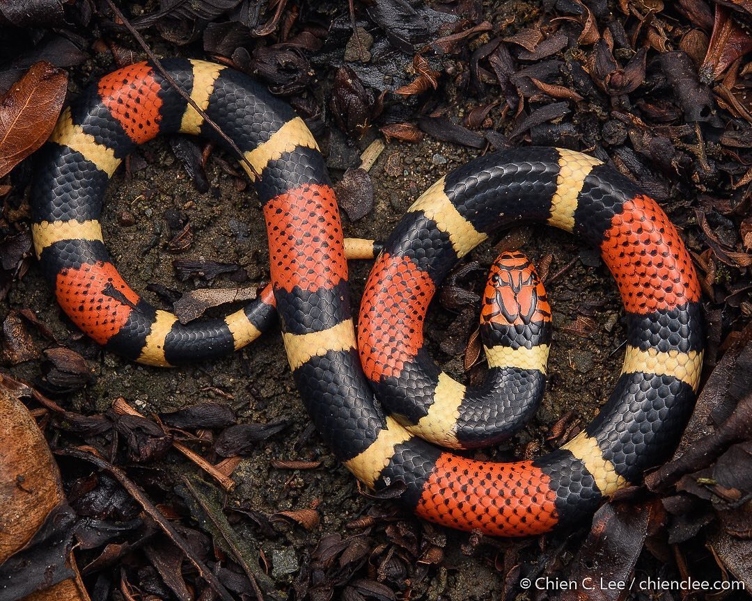 Обыкновенный коралловый Аспид