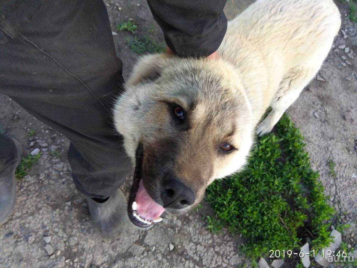 Метис кавказца и алабая