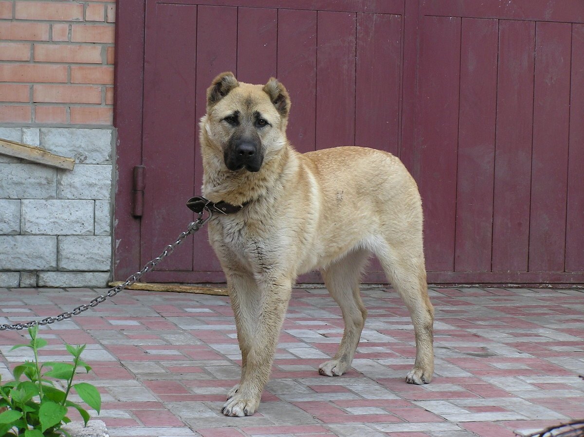 Смесь алабая и немецкой овчарки