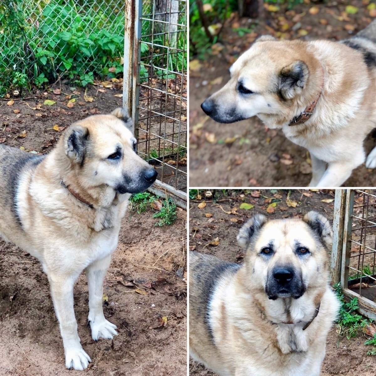 Метис овчарки и алабая