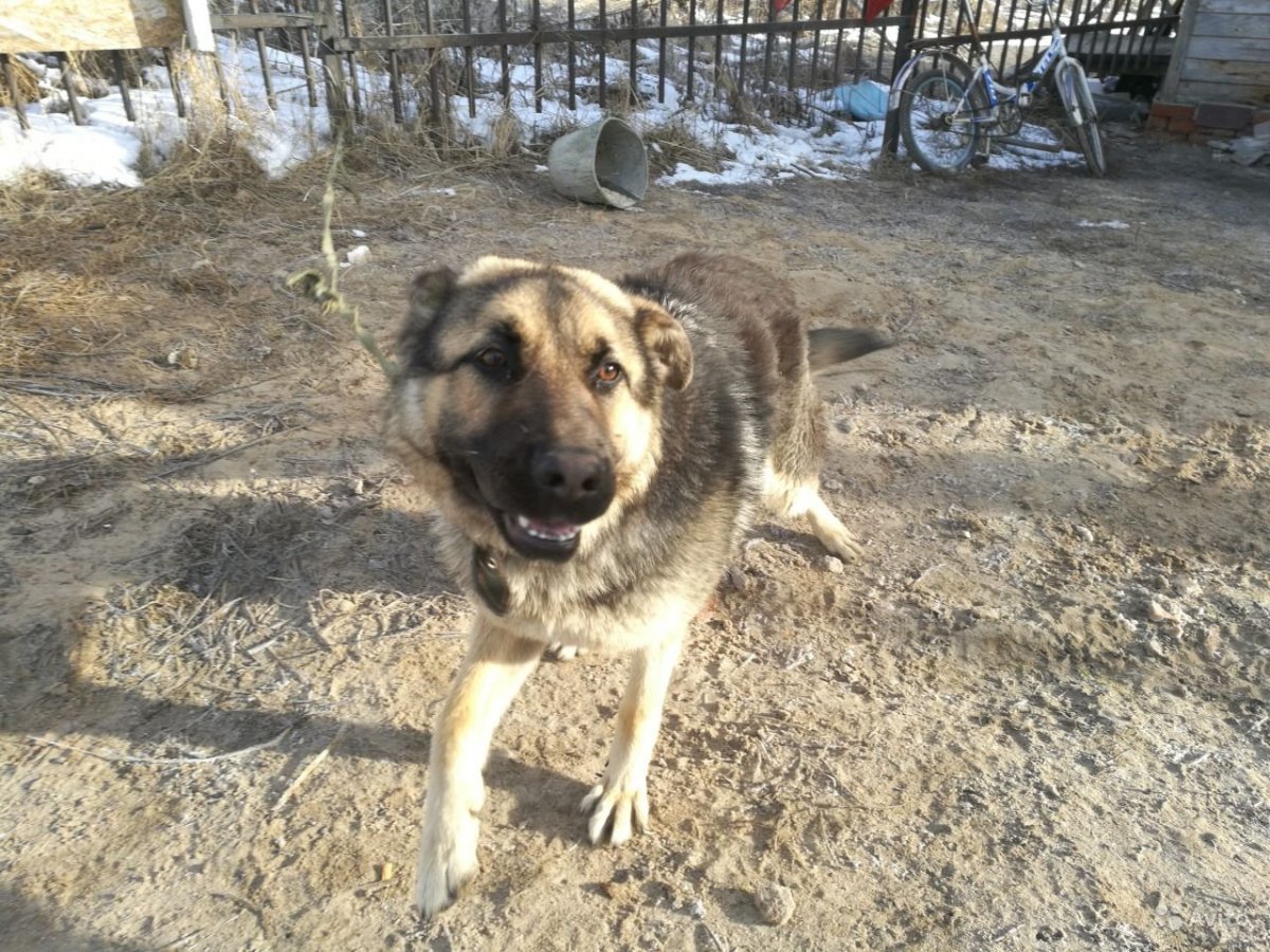 Смесь кавказской овчарки и дворняги