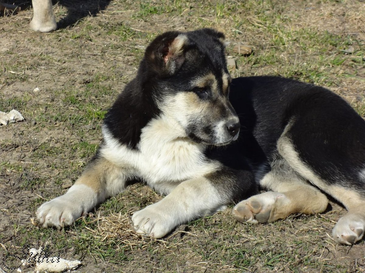 Метисы алабай и ВЕО