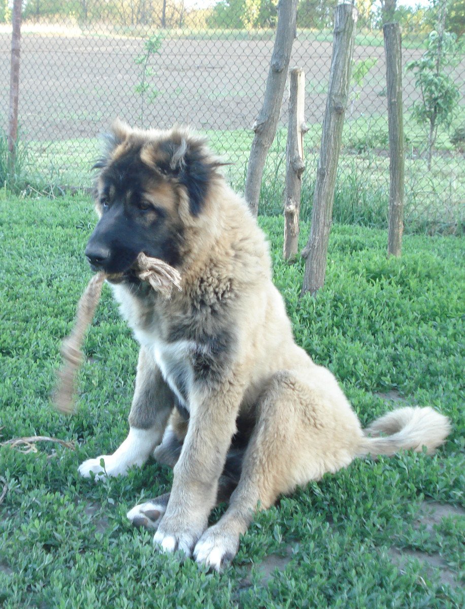 Кавказская овчарка