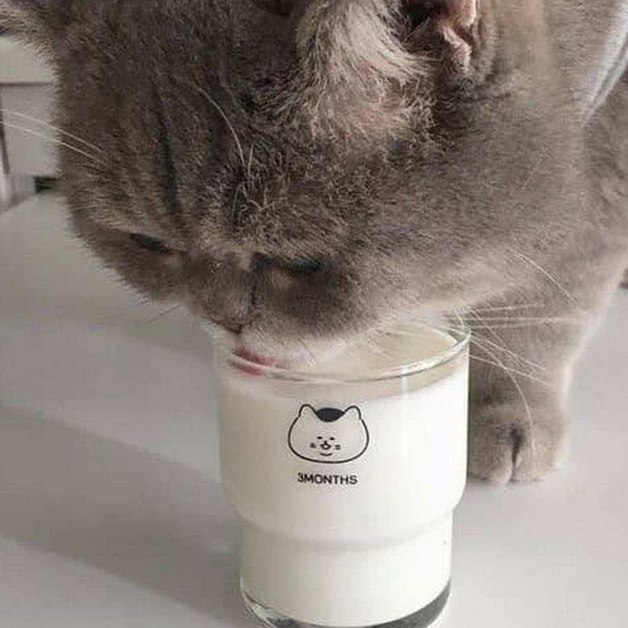 Эстетика uwu котики