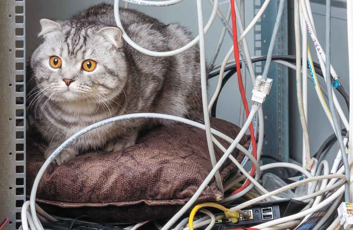 Кот и провода