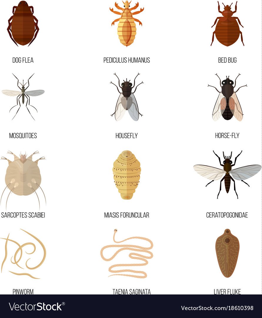 Жук кожеед экскременты