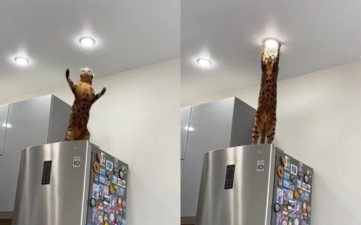 Котик электрик