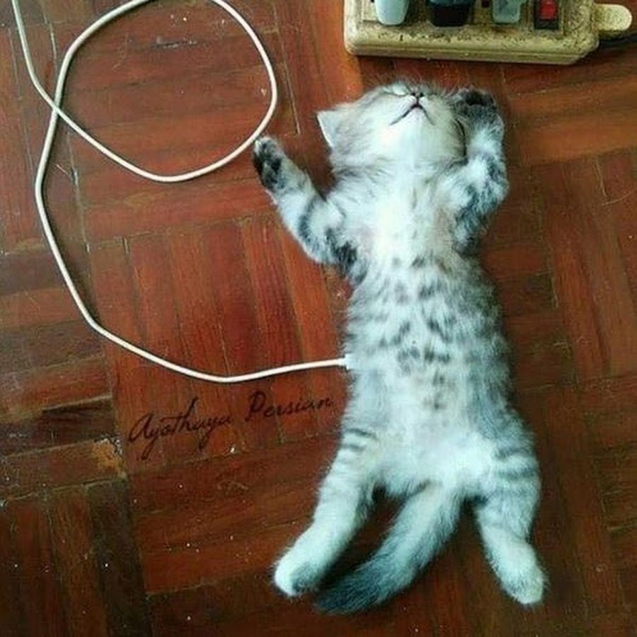 Котики и электричество