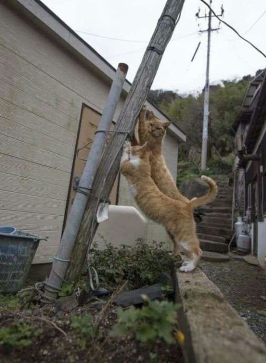 Коты на Столбах