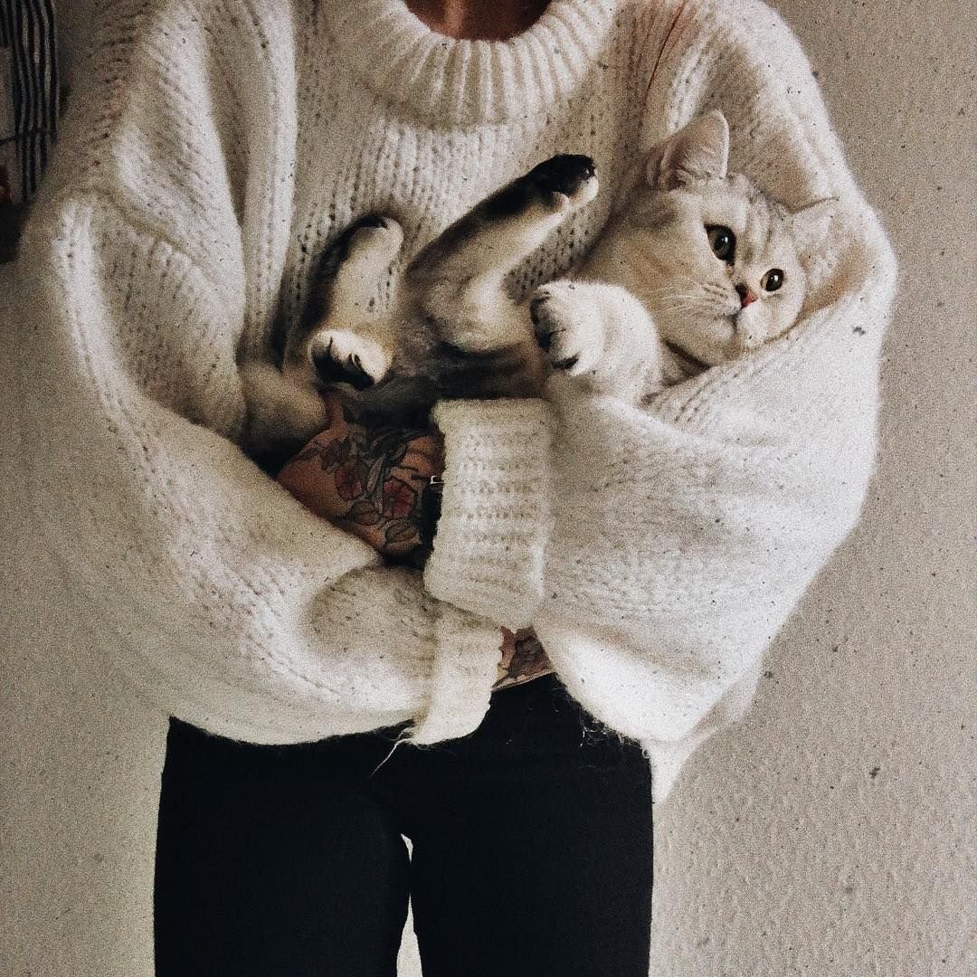 Эстетика с котами