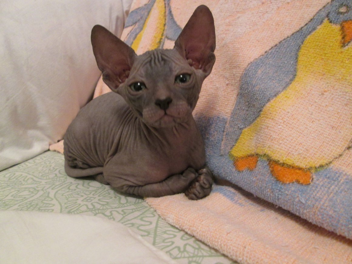 Донской сфинкс велюровый браш