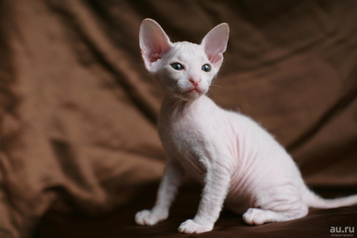 Донской сфинкс велюр