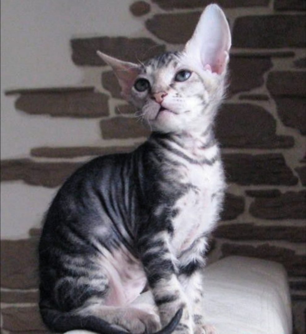 Донской сфинкс табби браш