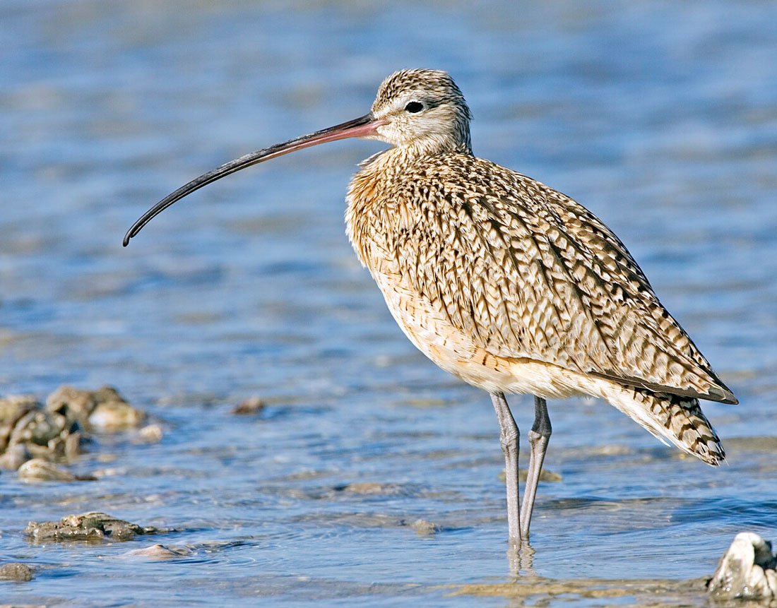 Тонкоклювый кроншнеп
