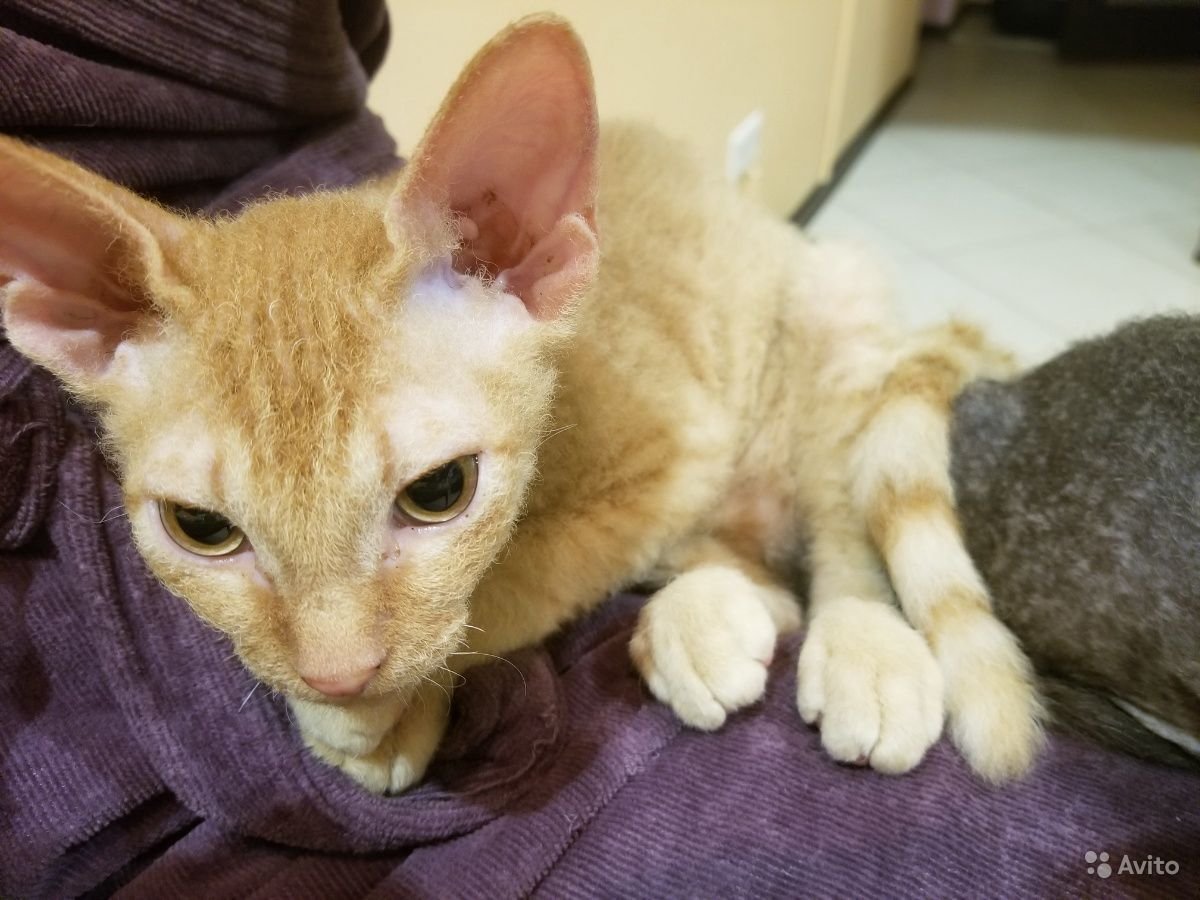 Канадский сфинкс браш рыжий