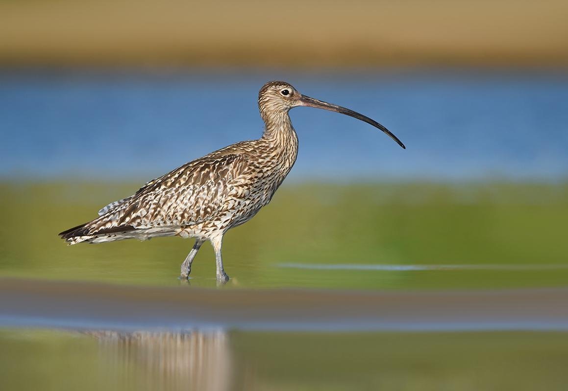 Птица картинка Кулик-серпонос для детей