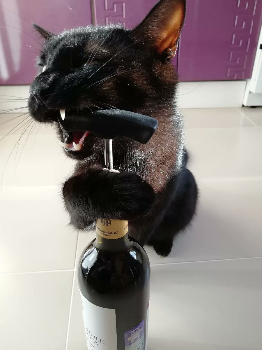 Кот и бокал вина