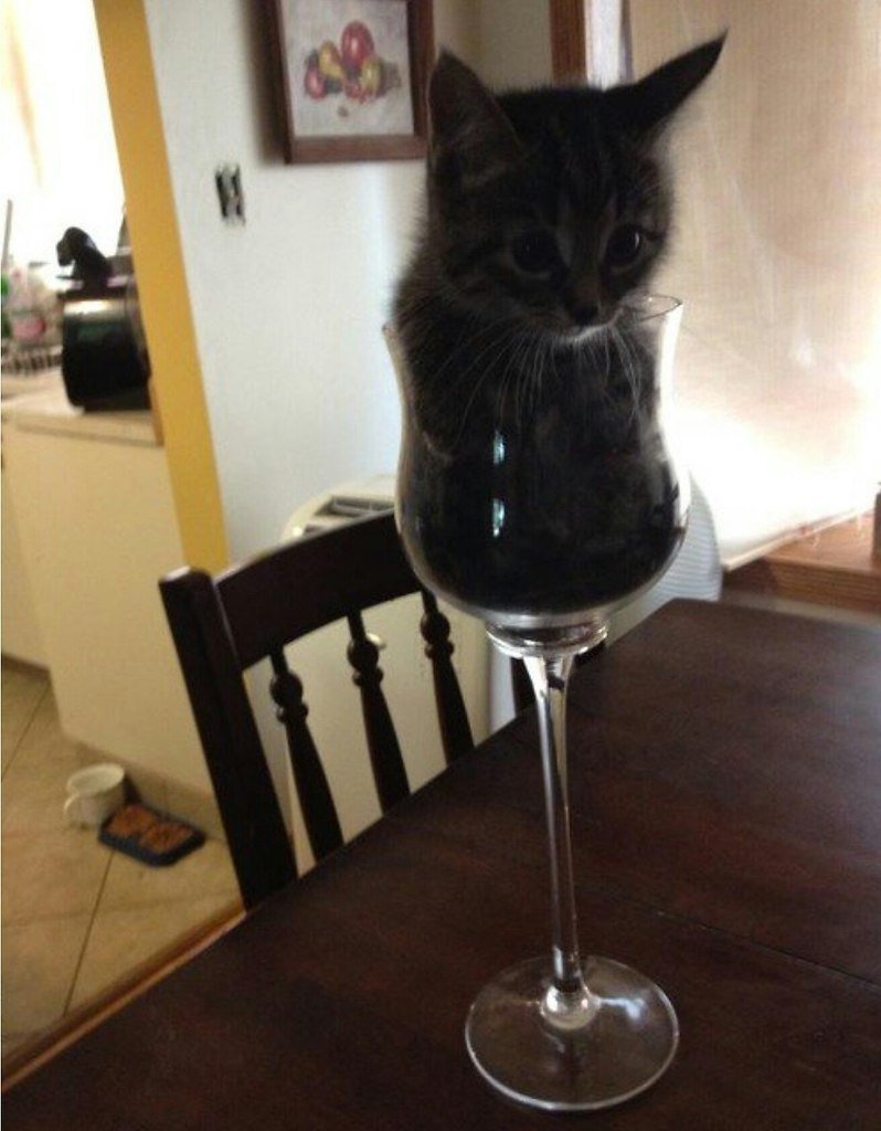 Котенок в бокале