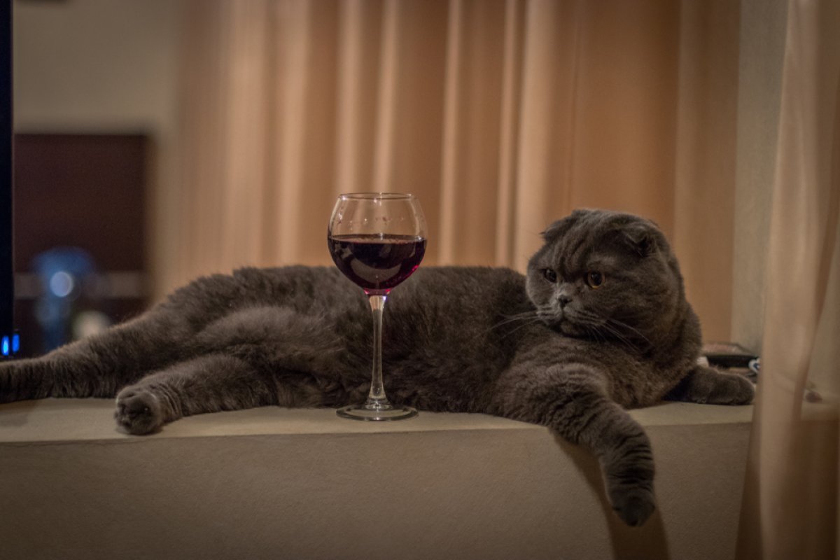 Котенок с бокалом вина
