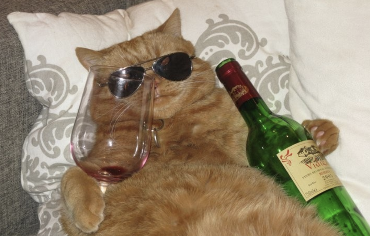 Кот с вином