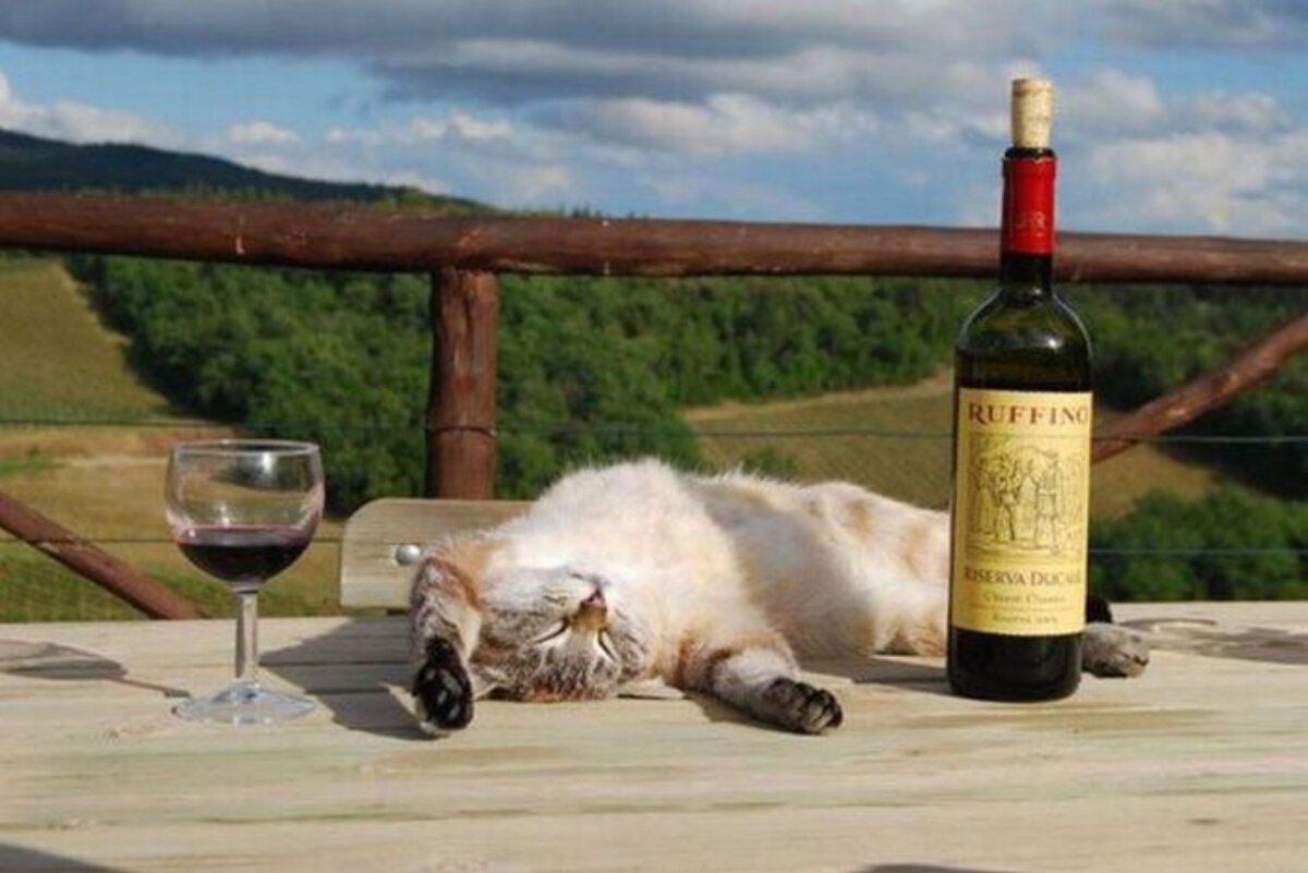 Кошка пьет вино