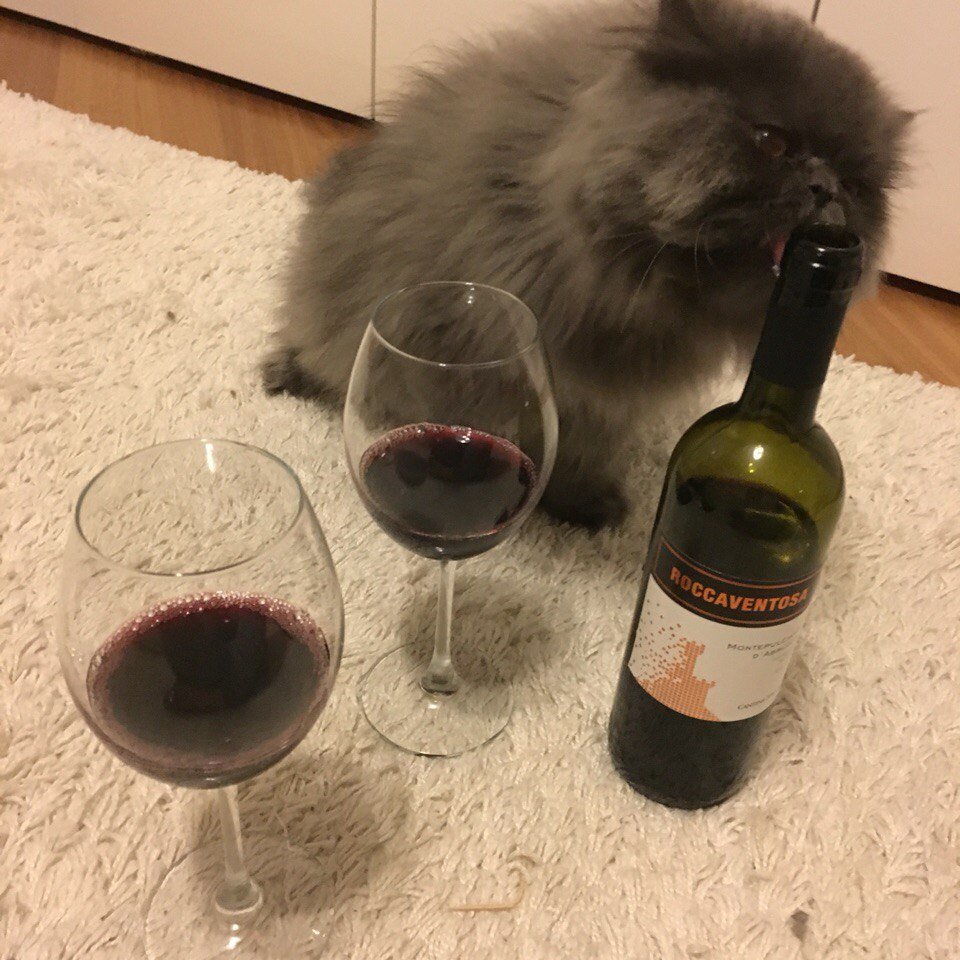 Котик с вином