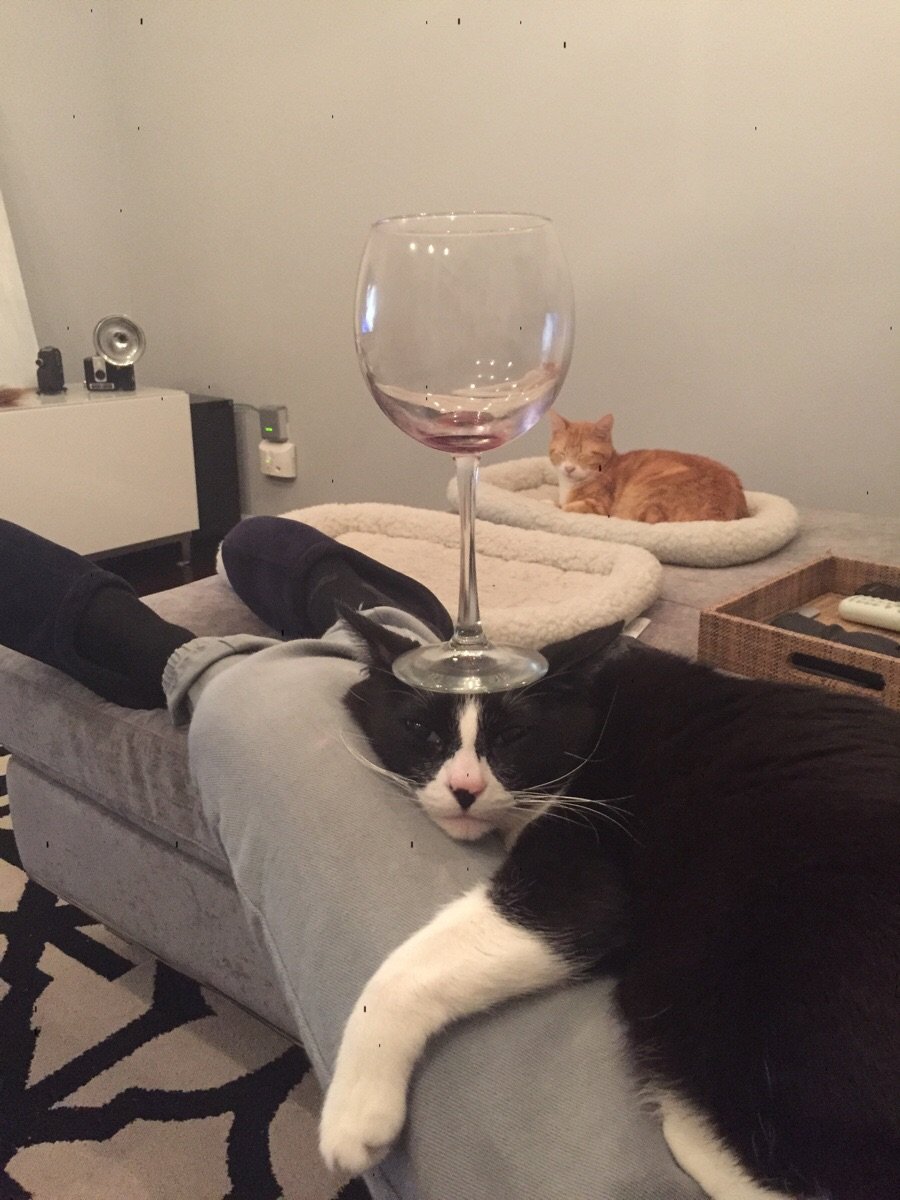 Кот с бокалом вина