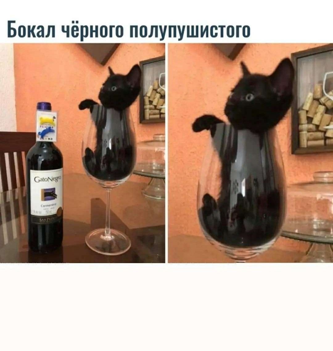 Невинные развлечения радуют не так как Винные картинки с котом