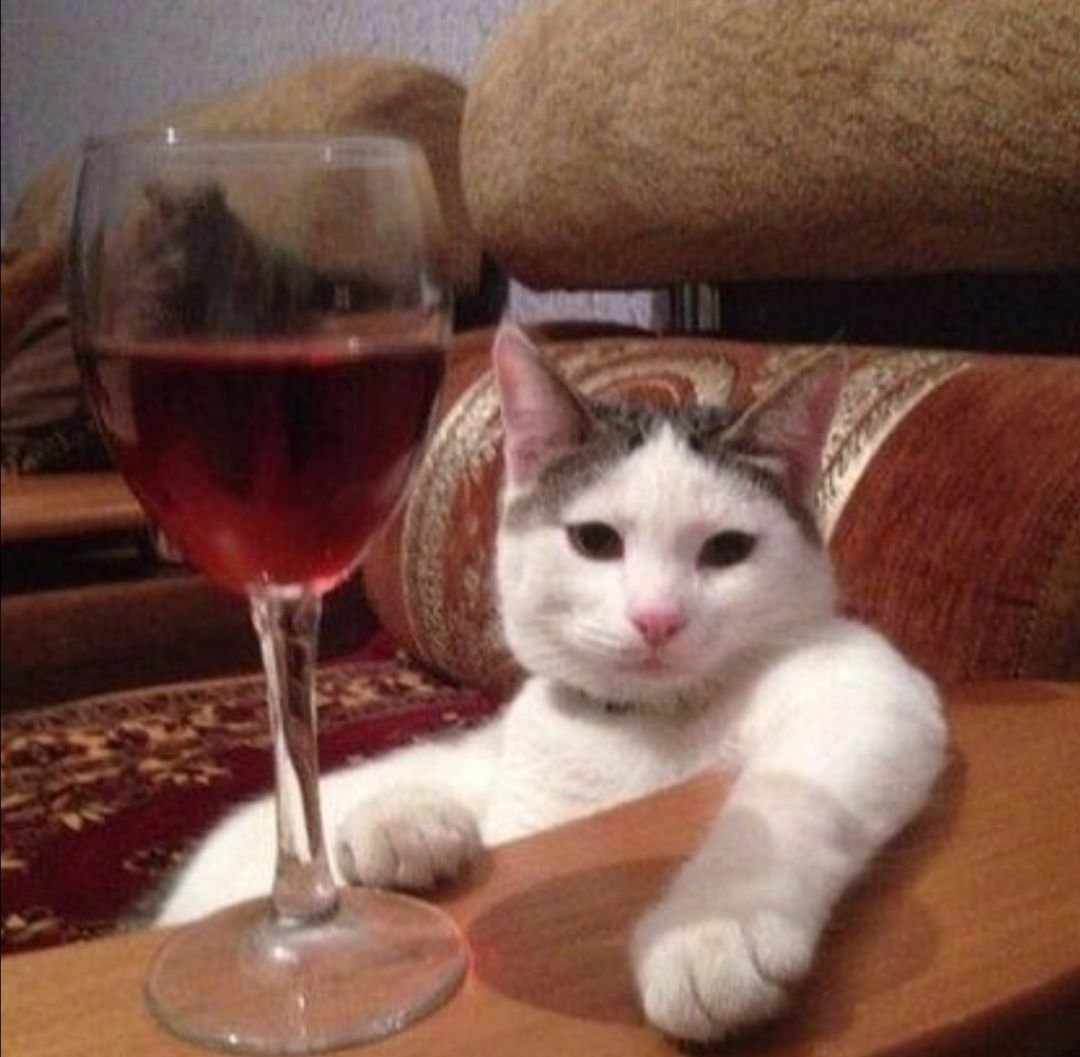 Кот с вином ну рассказывай
