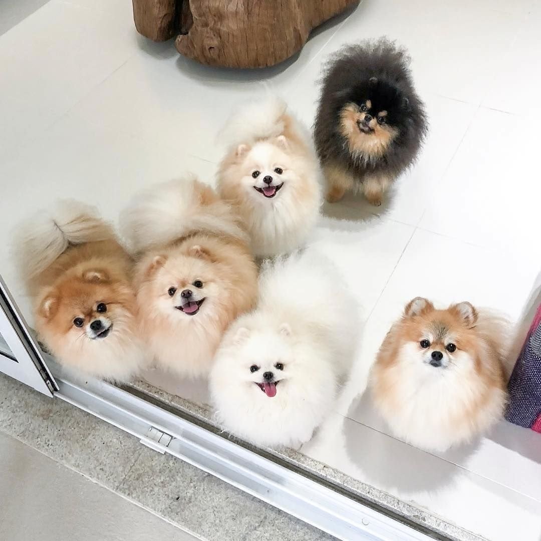 Куча шпицев