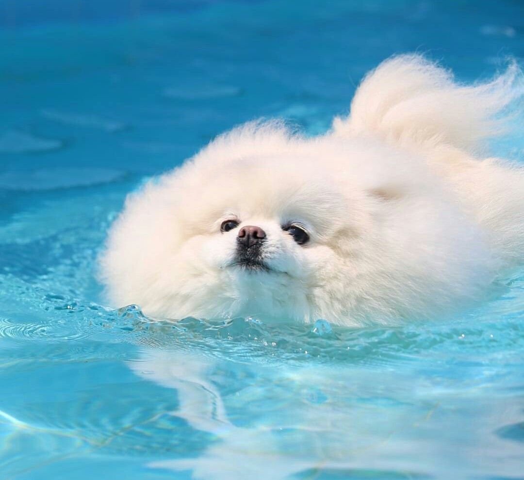 Милые собачки