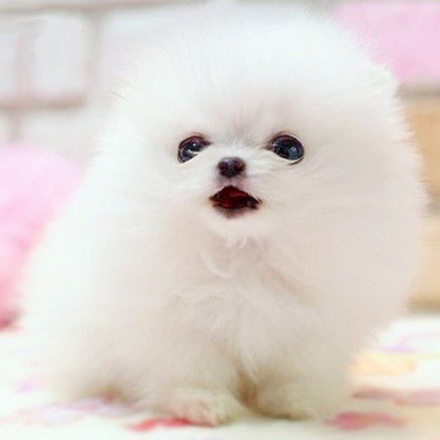 Шпиц померанский улыбка