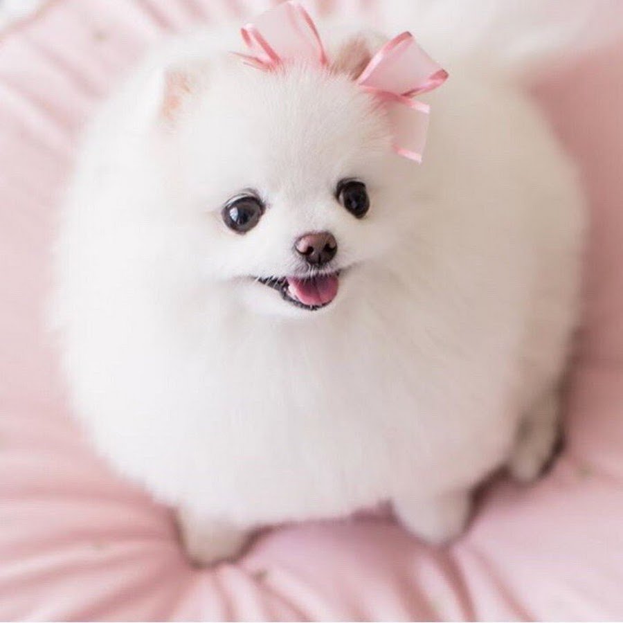 Японский шпиц карликовый померанский